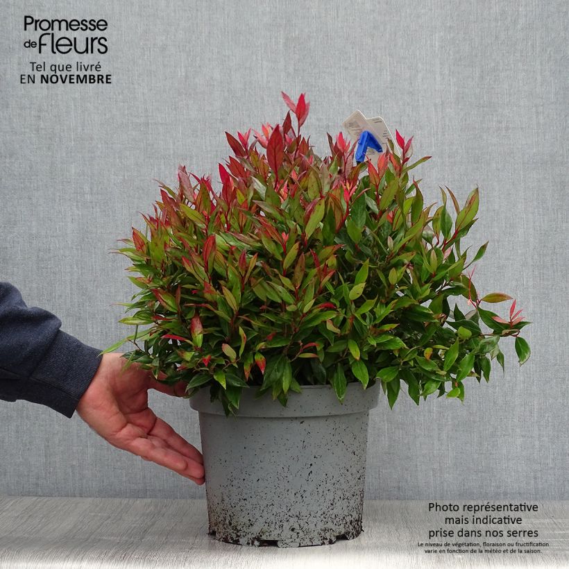 Exemplar von Traubenheide Little Flames - Leucothoe fontanesiana Topf mit 4L/5L wie im Herbst geliefert