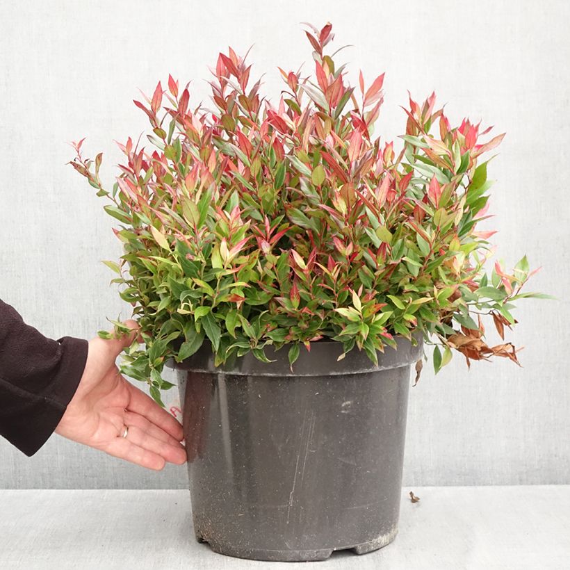 Exemplar von Traubenheide Little Flames - Leucothoe fontanesiana Topf mit 7,5L/10L wie im Herbst geliefert