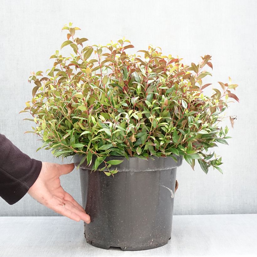 Exemplar von Traubenheide Little Flames - Leucothoe fontanesiana Topf mit 7,5L/10L wie im Frühjahr geliefert