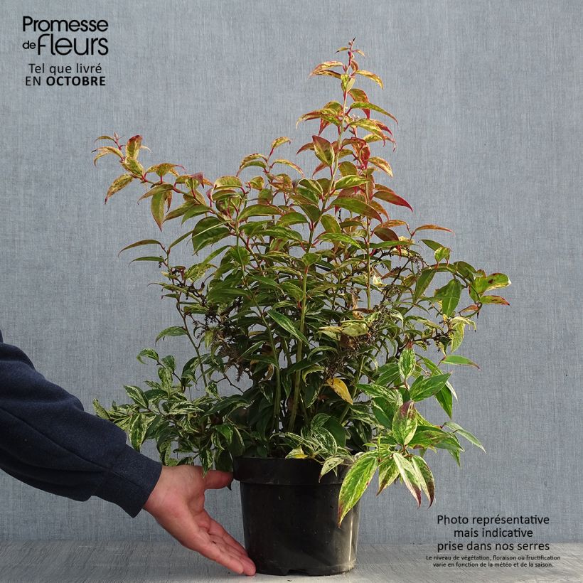 Exemplar von Traubenheide Makijaz - Leucothoe fontanesiana Topf mit 3L/4L wie im Herbst geliefert