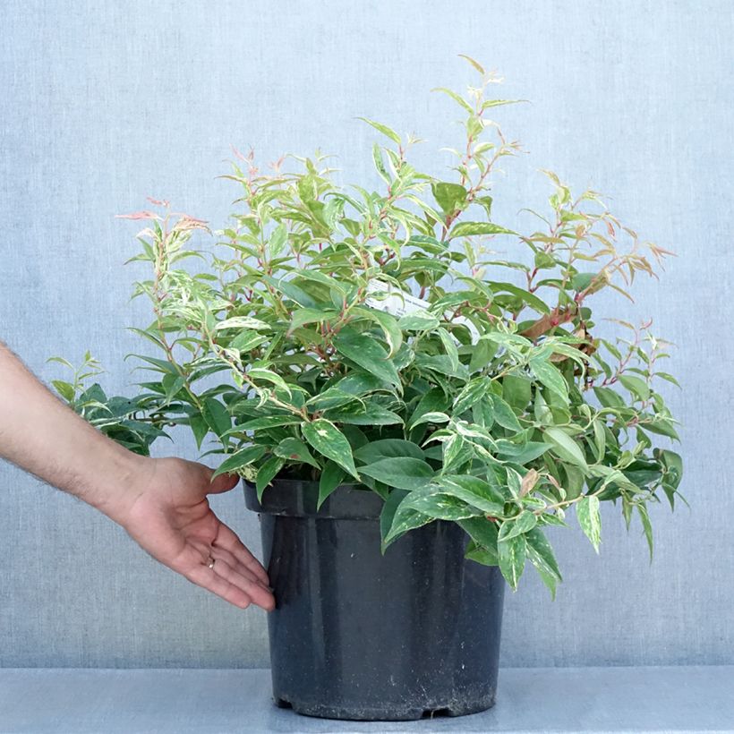 Exemplar von Traubenheide Makijaz - Leucothoe fontanesiana Topf mit 7,5L/10L wie im Sommer geliefert