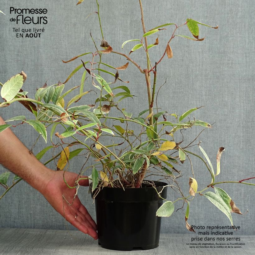 Exemplar von Traubenheide Whitewater - Leucothoe fontanesiana Topf mit 2L/3L wie im Sommer geliefert