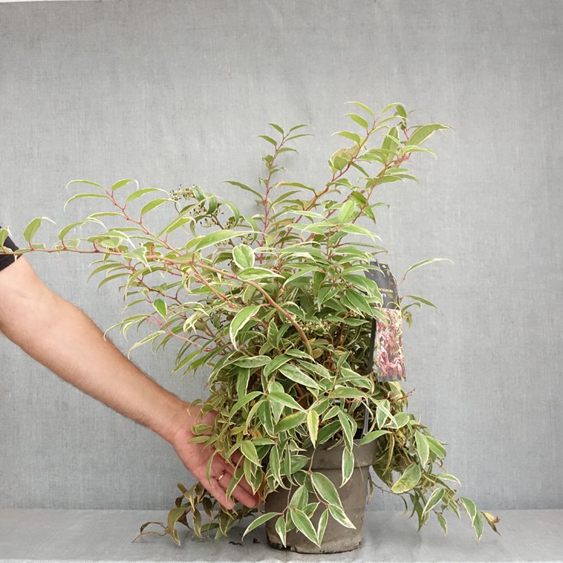 Exemplar von Traubenheide Whitewater - Leucothoe fontanesiana Topf mit 4L/5L wie im Sommer geliefert