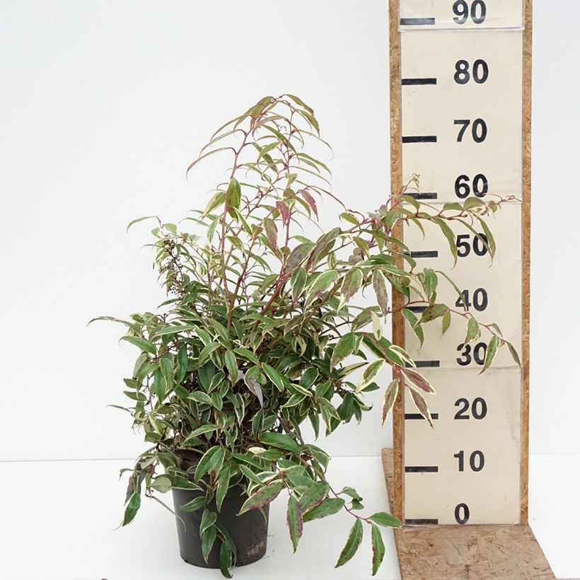 Exemplar von Traubenheide Whitewater - Leucothoe fontanesiana Topf mit 4L/5L wie im Winter geliefert