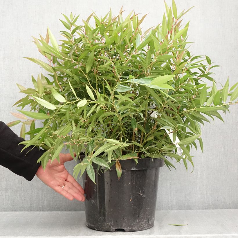 Exemplar von Traubenheide Burning Love - Leucothoe keiskei Topf mit 7,5L/10L wie im Herbst geliefert