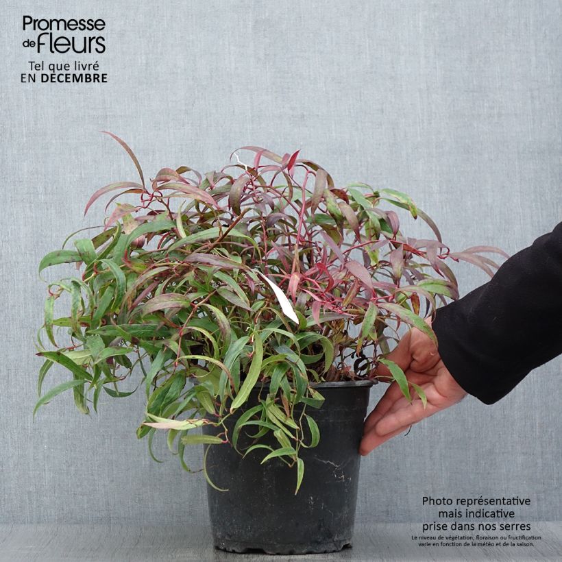 Exemplar von Traubenheide Halloween - Leucothoe keiskei Topf mit 4L/5L wie im Herbst geliefert