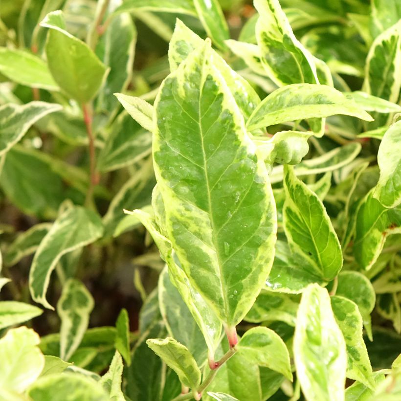 Traubenheide Firestar - Leucothoe walteri (Laub)