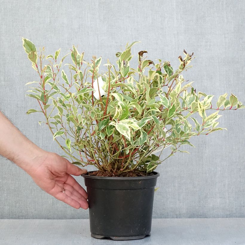 Exemplar von Traubenheide Firestar - Leucothoe walteri Topf mit 2L/3L wie im Frühjahr geliefert