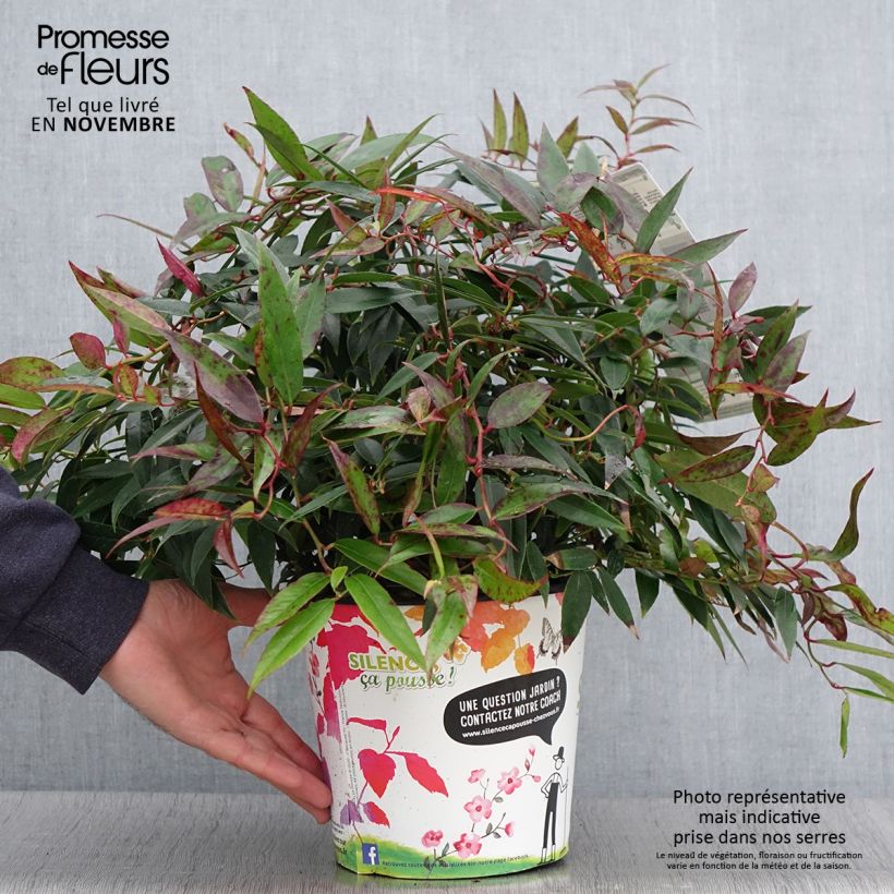 Exemplar von Traubenheide Royal Ruby - Leucothoe walteri Topf mit 2L/3L wie im Herbst geliefert