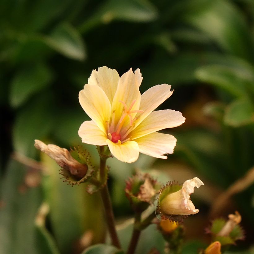 Lewisia Little Peach - Bitterwurz (Blüte)