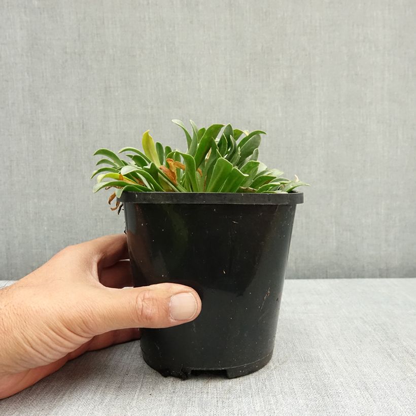 Exemplar von Lewisia Little Peach - Bitterwurz Topf mit 1,5L/2L wie im Sommer geliefert