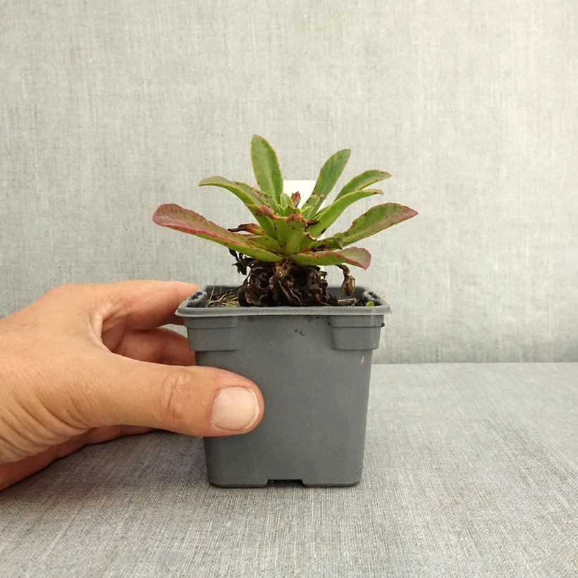 Exemplar von Lewisia Safira Tropic Pink - Bitterwurz Kleine Töpfe von 8/9 cm wie im Sommer geliefert