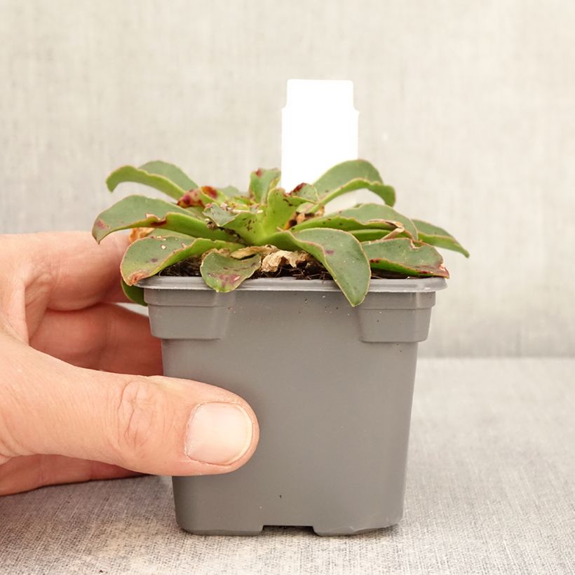Exemplar von Lewisia Safira Tropic Pink Kleine Töpfe von 8/9 cm wie im Frühjahr geliefert