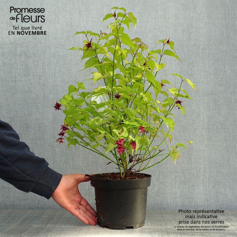 Exemplar von Leycesteria formosa Golden Lanterns - Buntdachblume Topf mit 2L/3L wie im Herbst geliefert