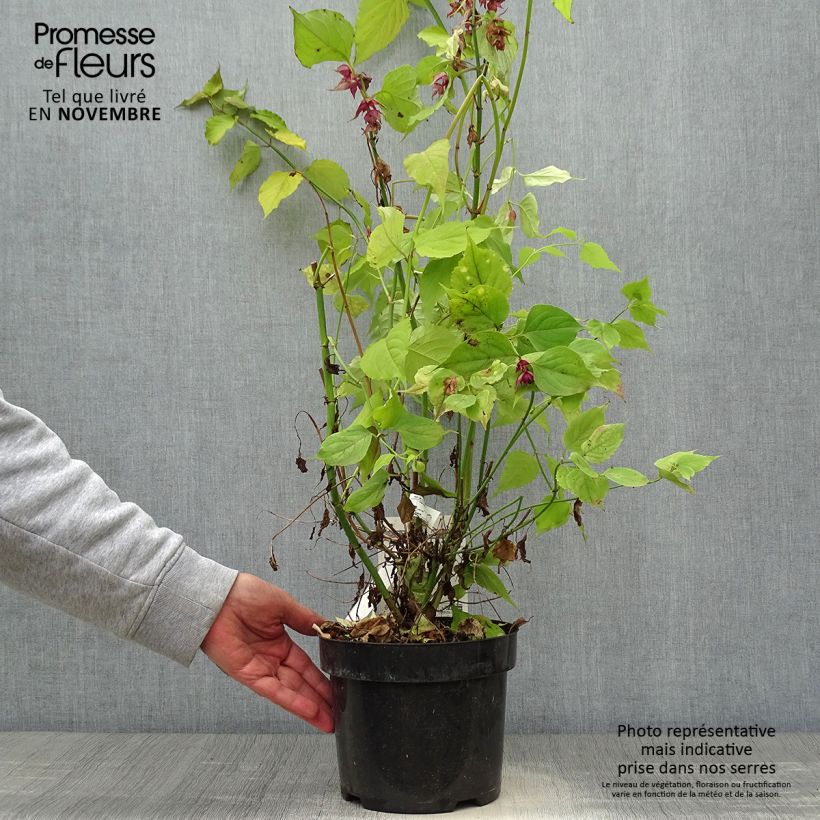Exemplar von Leycesteria formosa Little Lanterns - Buntdachblume Topf mit 3L/4L wie im Herbst geliefert