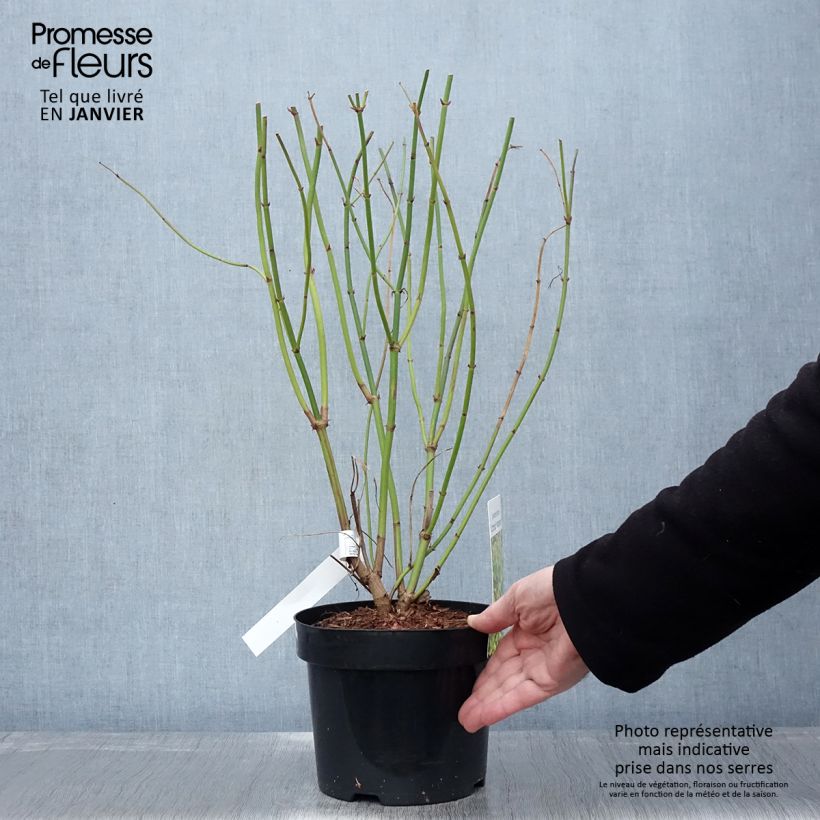 Exemplar von Leycesteria formosa Little Lanterns - Buntdachblume Topf mit 3L/4L wie im Winter geliefert