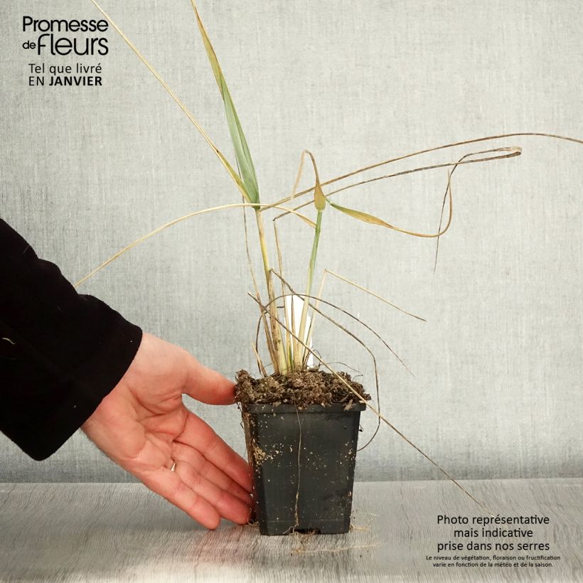 Exemplar von Leymus arenarius - Strandroggen Kleine Töpfe von 8/9 cm wie im Winter geliefert