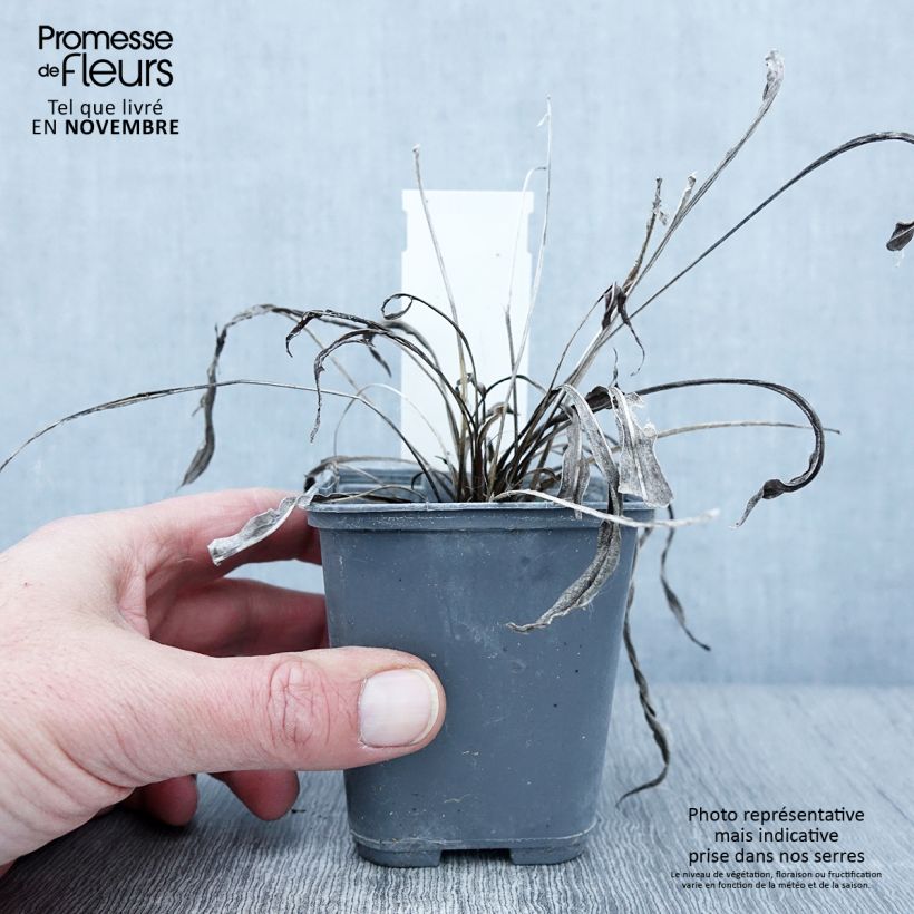 Exemplar von Liatris ligulistylis - Prachtscharte Kleine Töpfe von 8/9 cm wie im Herbst geliefert