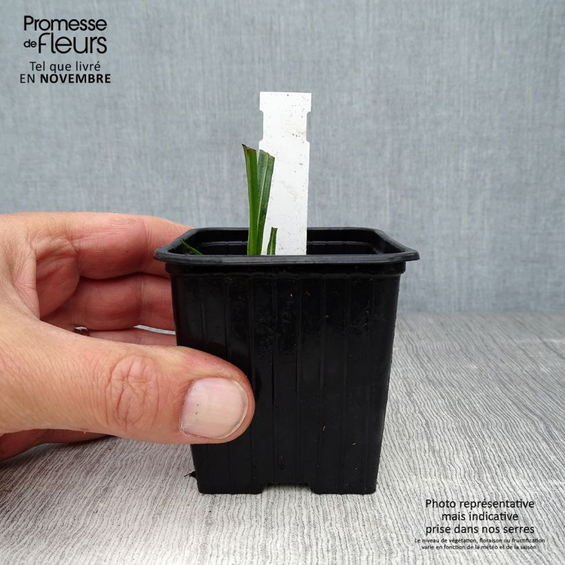 Exemplar von Ährige Prachtscharte - Liatris spicata Kleine Töpfe von 8/9 cm wie im Herbst geliefert