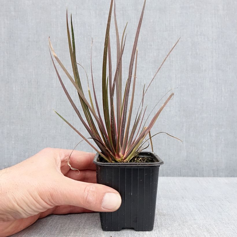 Exemplar von Libertia ixioides Taupo Sunset Kleine Töpfe von 8/9 cm wie im Frühjahr geliefert