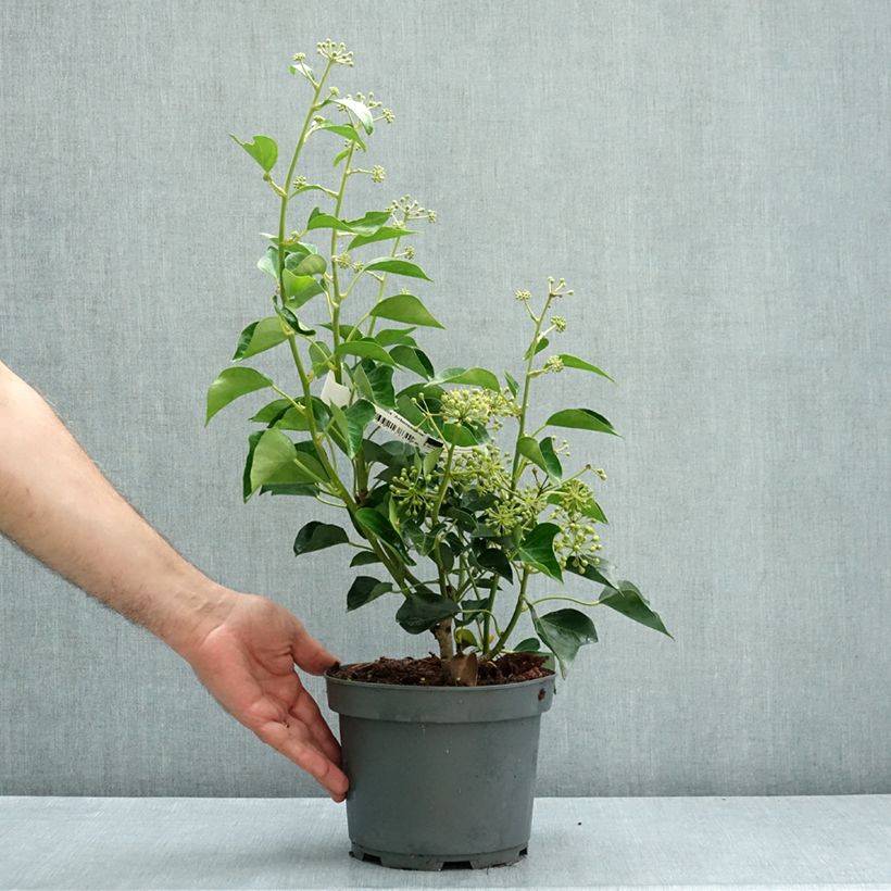 Exemplar von Efeu - Hedera helix Arborescens Topf mit 3L/4L wie im Herbst geliefert