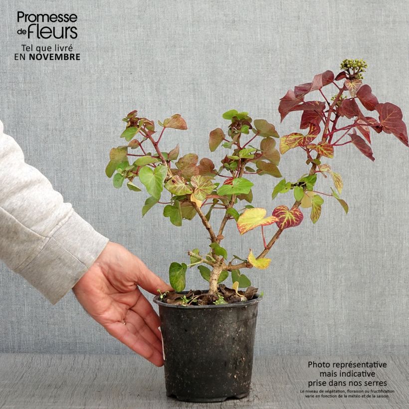 Exemplar von Efeu Arbori Compact - Hedera helix Topf mit 2L/3L wie im Herbst geliefert