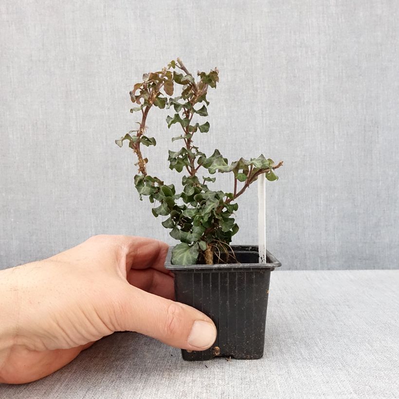 Exemplar von Efeu Conglomerata - Hedera helix  Kleine Töpfe von 8/9 cm wie im Frühjahr geliefert