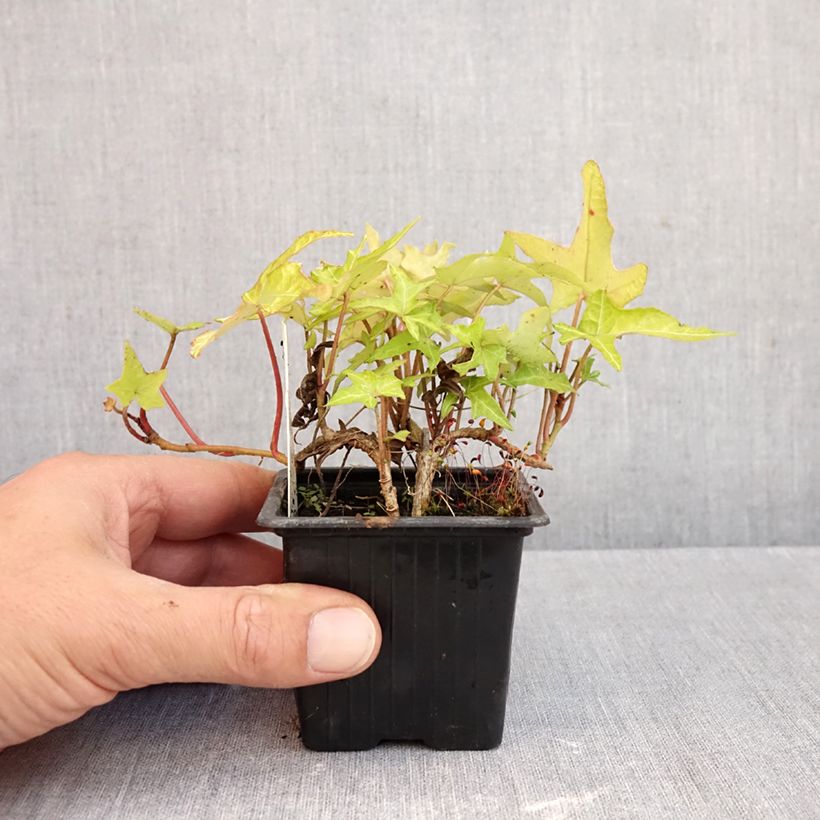 Exemplar von Efeu Courage - Hedera helix Kleine Töpfe von 8/9 cm wie im Herbst geliefert