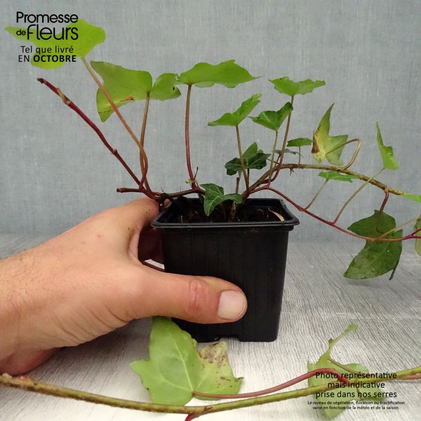 Exemplar von Gemeiner Efeu - Hedera helix Kleine Töpfe von 8/9 cm wie im Herbst geliefert
