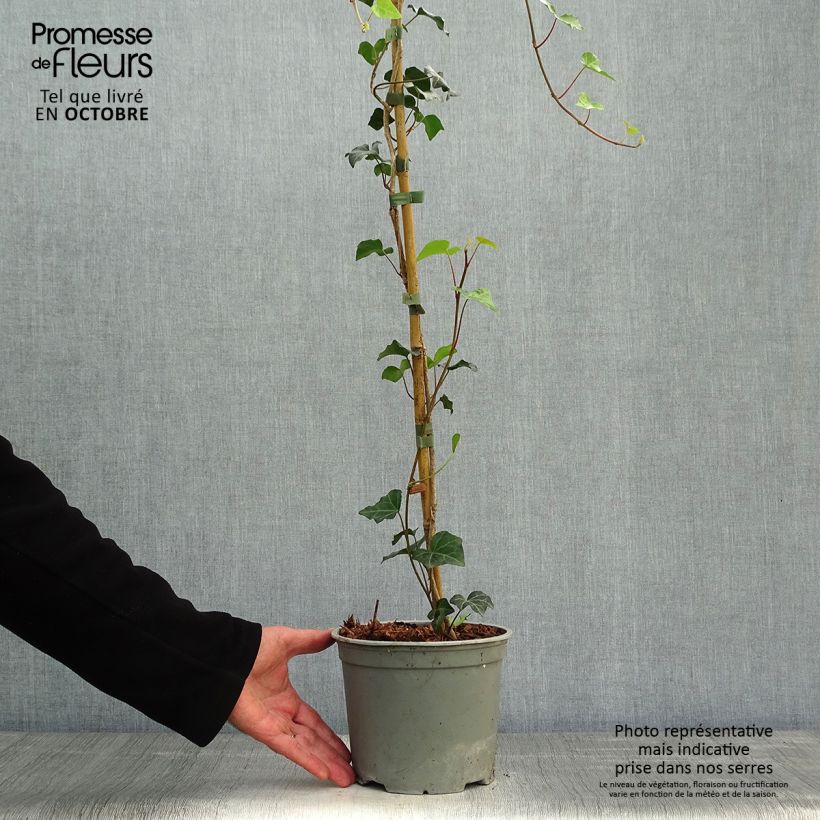 Exemplar von Gemeiner Efeu - Hedera helix Topf mit 2L/3L wie im Herbst geliefert