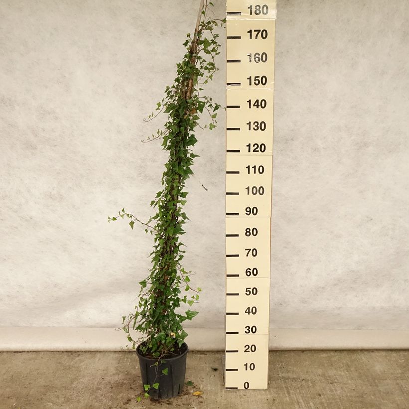 Exemplar von Gemeiner Efeu - Hedera helix Topf mit 4L/5L wie im Sommer geliefert