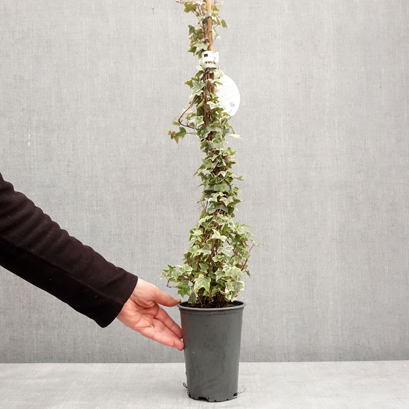 Exemplar von Efeu Eva - Hedera helix Topf mit 2L/3L wie im Winter geliefert