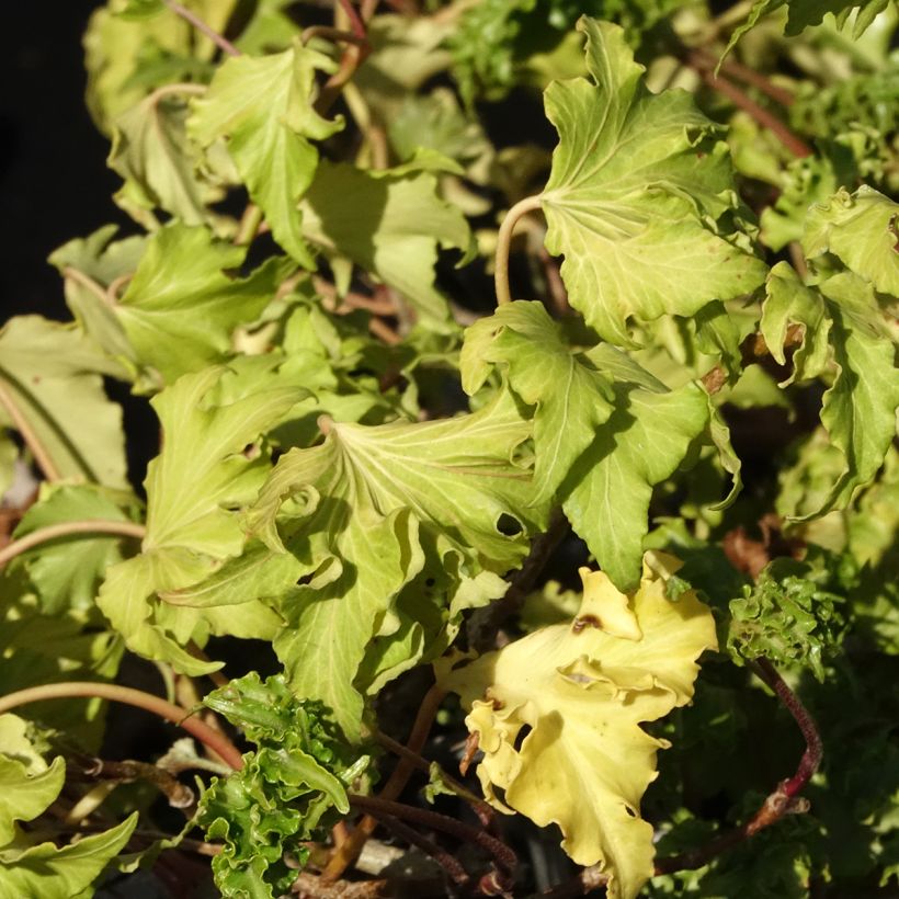 Efeu Filigran - Hedera helix (Laub)