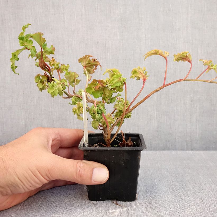 Exemplar von Efeu Filigran - Hedera helix Kleine Töpfe von 8/9 cm wie im Herbst geliefert