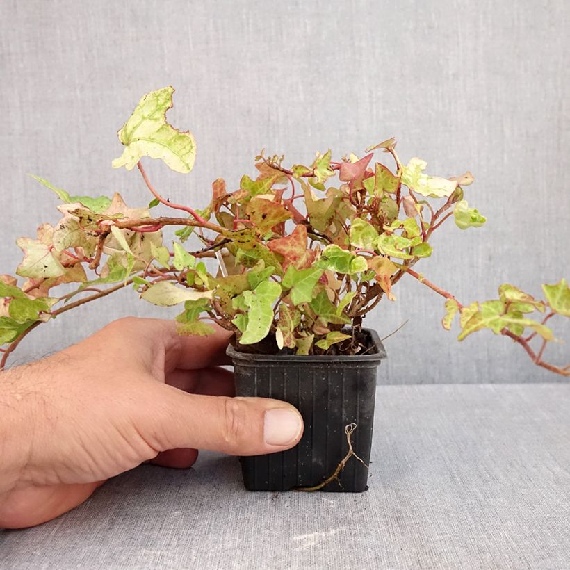 Exemplar von Efeu Frosty - Hedera helix  Kleine Töpfe von 8/9 cm wie im Herbst geliefert