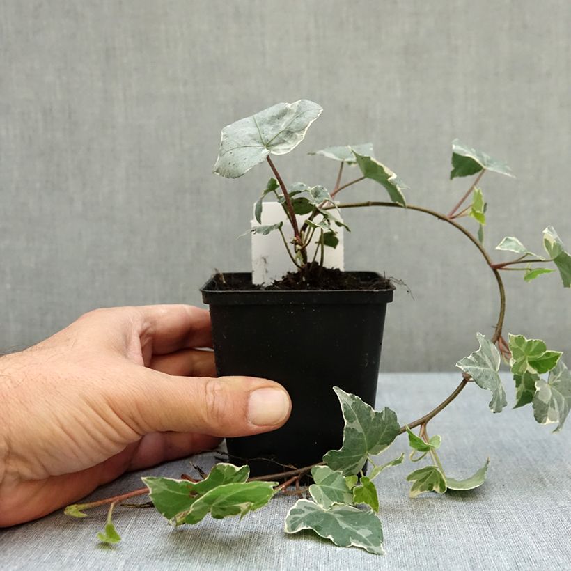 Exemplar von Weißbunter Efeu Glacier - Hedera helix Kleine Töpfe von 8/9 cm wie im Herbst geliefert