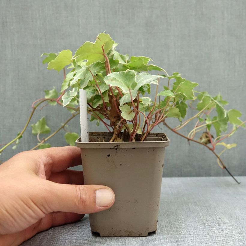 Exemplar von Weißbunter Efeu Glacier - Hedera helix Kleine Töpfe von 8/9 cm wie im Sommer geliefert