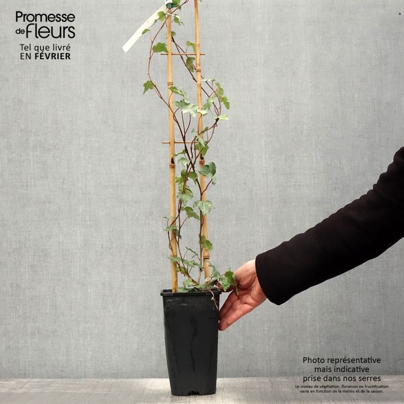 Exemplar von Weißbunter Efeu Glacier - Hedera helix Topf mit 2L/3L wie im Winter geliefert