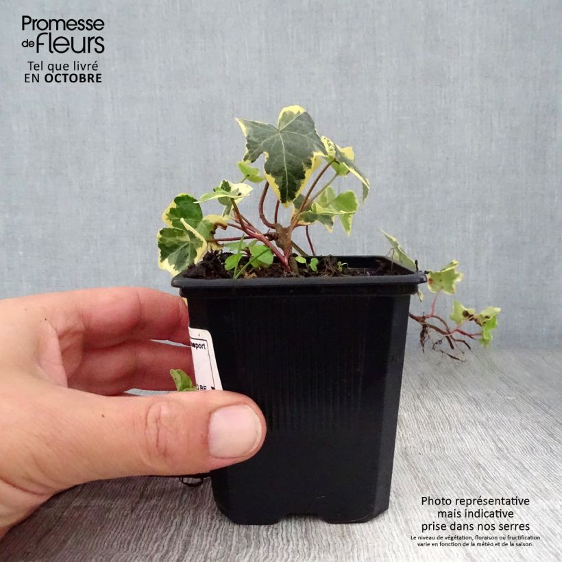 Exemplar von Gelbbunter Efeu Goldchild - Hedera helix Kleine Töpfe von 8/9 cm wie im Herbst geliefert