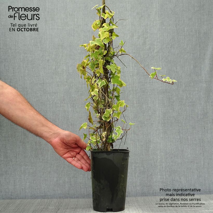Exemplar von Gelbbunter Efeu Goldchild - Hedera helix Topf mit 1,5L/2L wie im Herbst geliefert
