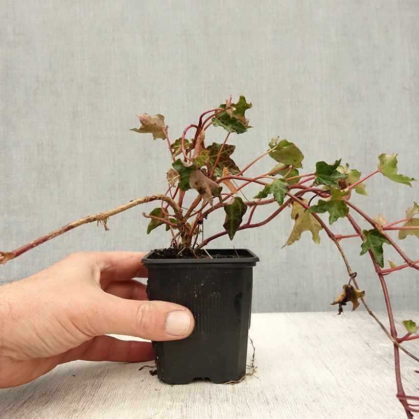 Exemplar von Efeu Ivalace - Hedera helix Kleine Töpfe von 8/9 cm wie im Herbst geliefert