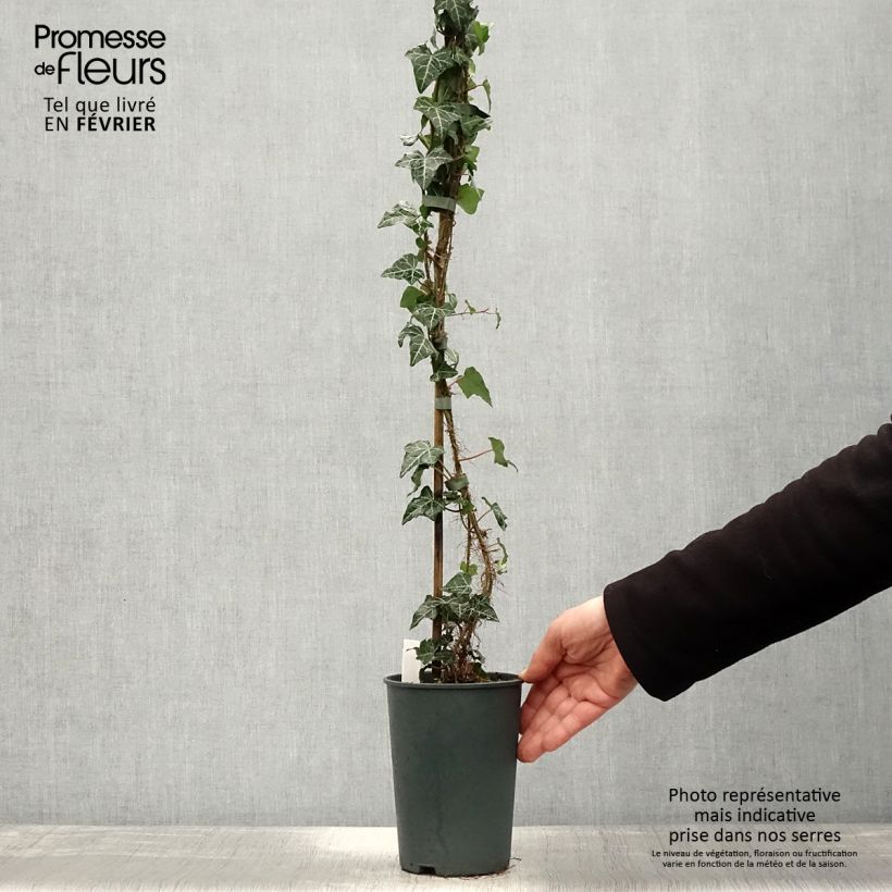 Exemplar von Efeu Ivalace - Hedera helix Topf mit 2L/3L wie im Winter geliefert