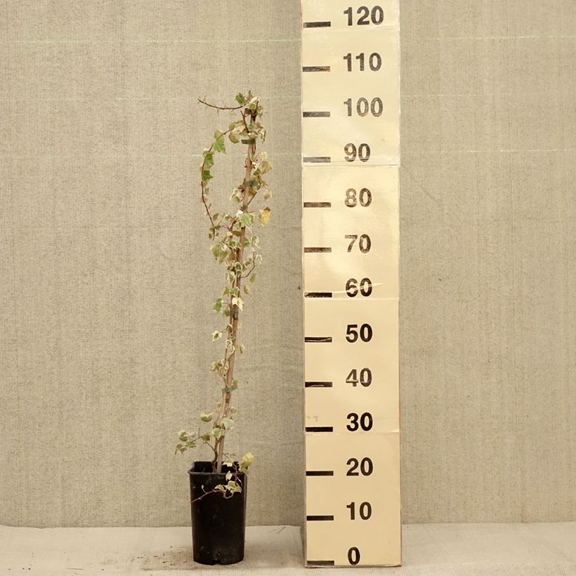 Exemplar von Weißbunter Efeu Little diamond - Hedera helix Topf mit 3L/4L wie im Herbst geliefert
