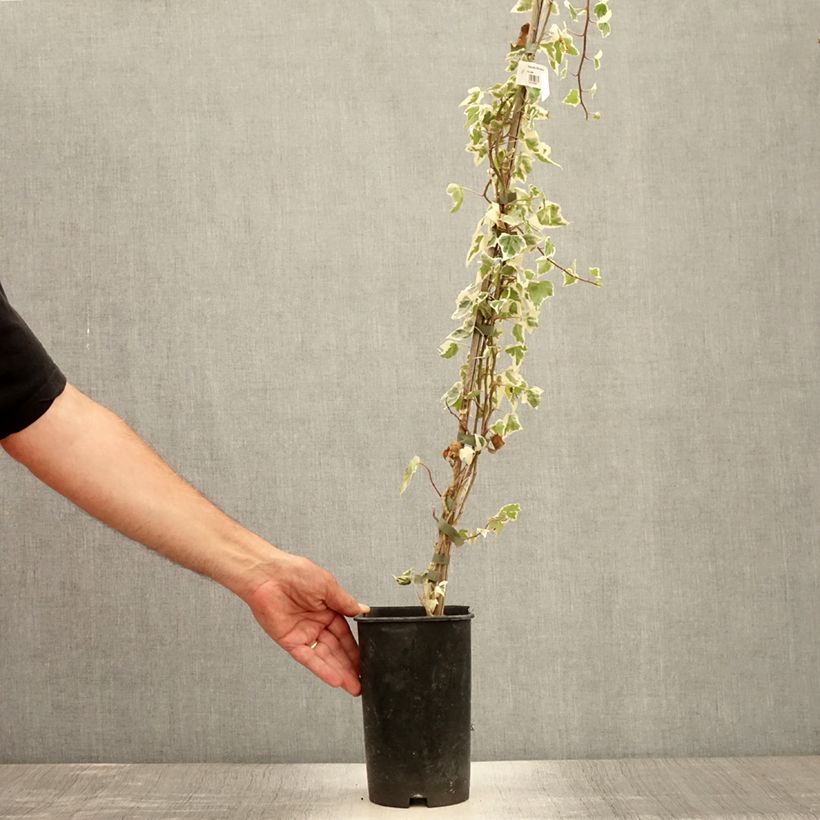 Exemplar von Weißbunter Efeu Little diamond - Hedera helix Topf mit 3L/4L wie im Sommer geliefert