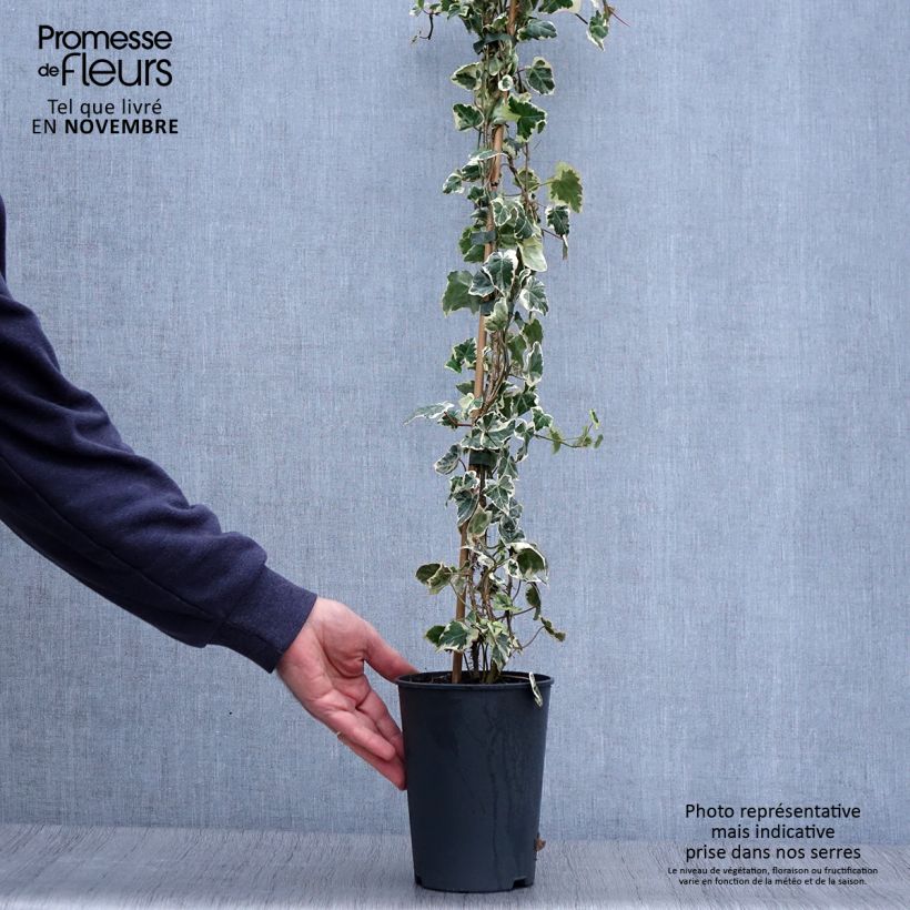 Exemplar von Efeu Marginata Elegantissima - Hedera helix Topf mit 2L/3L wie im Herbst geliefert