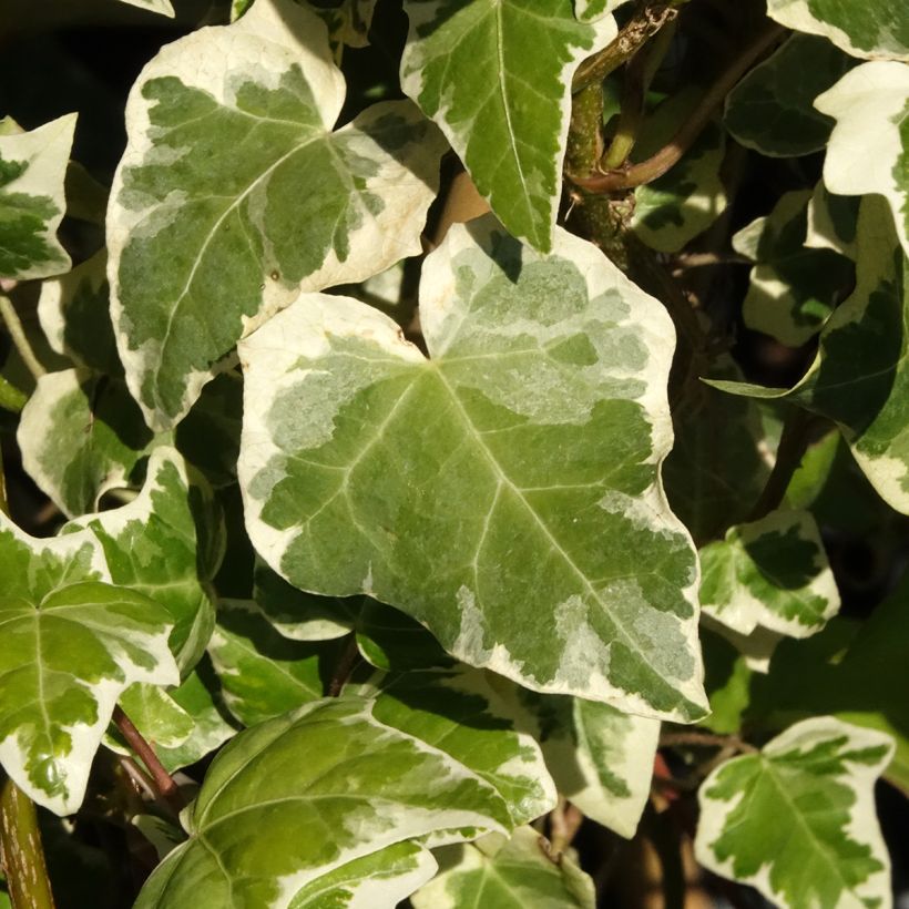 Efeu Marginata Elegantissima - Hedera helix (Laub)