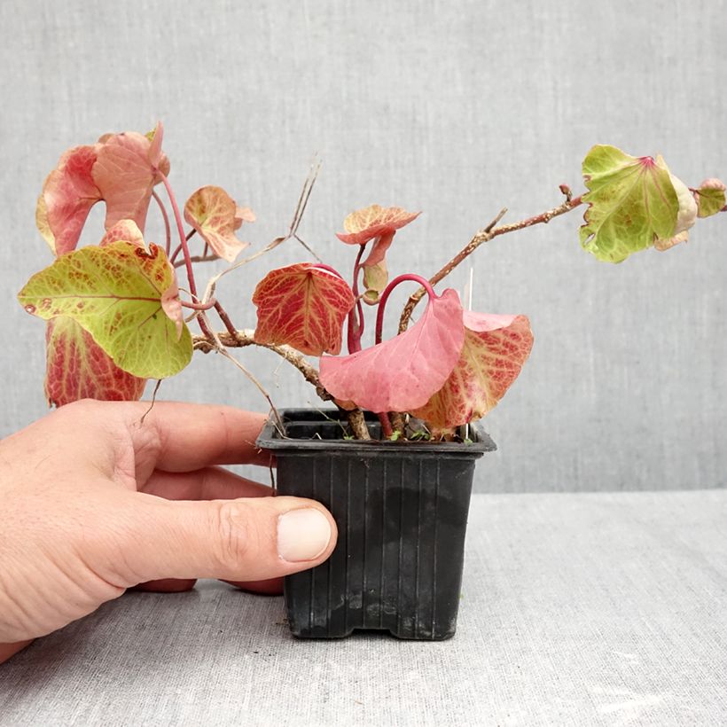 Exemplar von Efeu Obelix - Hedera helix  Kleine Töpfe von 8/9 cm wie im Herbst geliefert