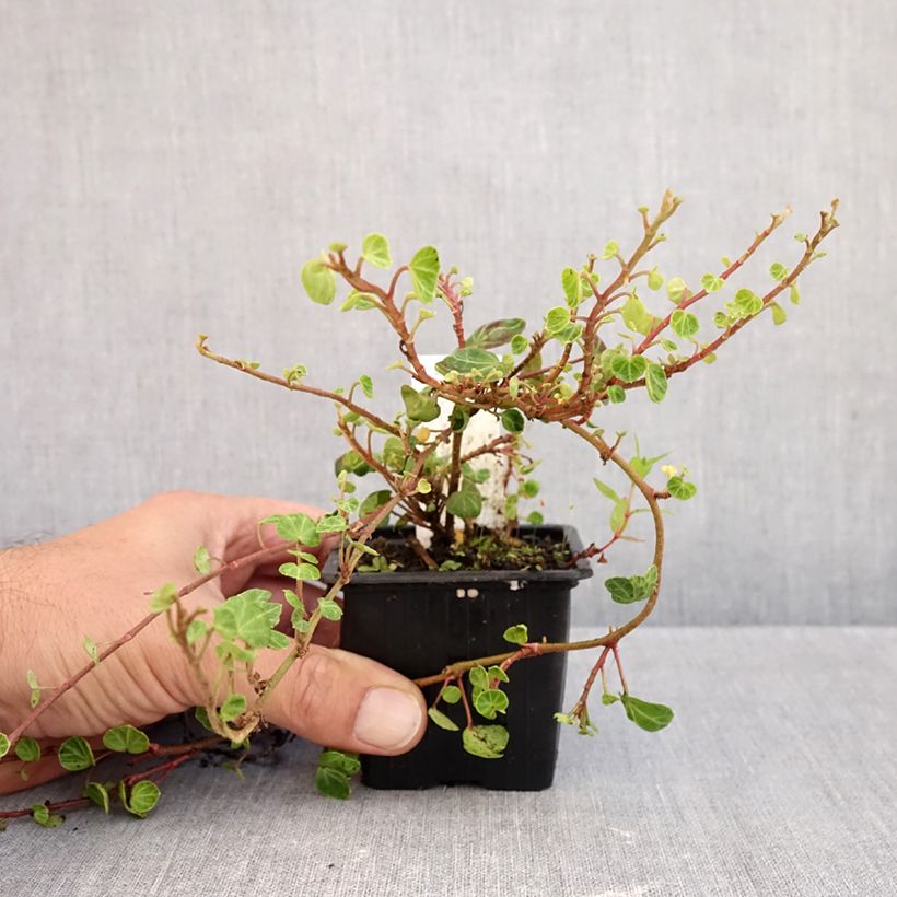 Exemplar von Efeu Peter Pan - Hedera helix  Kleine Töpfe von 8/9 cm wie im Herbst geliefert