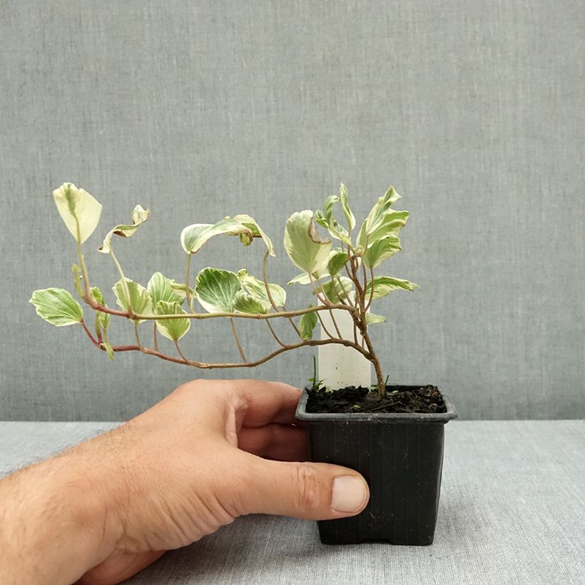 Exemplar von Lierre commun - Hedera helix Reef Shell Godet de 8/9 cm wie im Sommer geliefert
