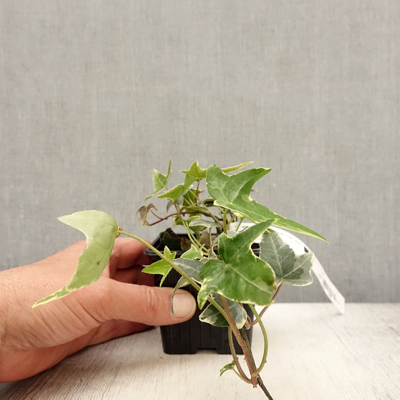 Exemplar von Efeu Sagittifolia Variegata - Hedera helix Kleine Töpfe von 8/9 cm wie im Frühjahr geliefert